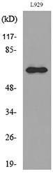 Western blot analysis of lysate from L929 cells using Anti-IL2RB Antibody