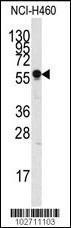 Anti-SIGLEC7 Rabbit Polyclonal Antibody (AP (Alkaline Phosphatase))