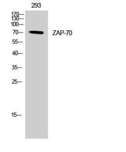 Western blot analysis of 293 cells using Anti-ZAP-70 Antibody