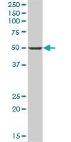 Anti-PANK1 Mouse Polyclonal Antibody