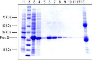 NHS-activated agarose, Pierce™