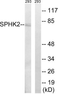 Western blot analysis of lysates from 293 cells using Anti-SPHK2 Antibody The right hand lane represents a negative control, where the antibody is blocked by the immunising peptide