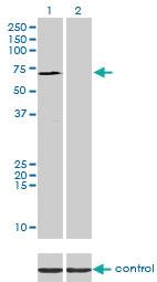 Anti-SP110 Mouse Monoclonal Antibody [clone: 8C8]