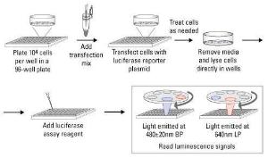 Pierce™ Cypridina-Firefly Luciferase Dual Assay Kit