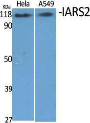 Western blot analysis of various cells using Anti-IARS2 Antibody