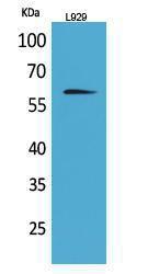 Western blot analysis of L929 cells using Anti-IL2RB Antibody