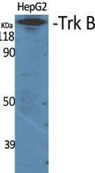 Western blot analysis of various cells using Anti-Trk B Antibody