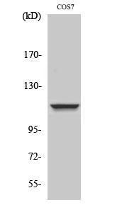 Western blot analysis of NIH 3T3 cells using Anti-IARS2 Antibody