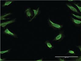 Anti-RBP7 Mouse Monoclonal Antibody [clone: 4F4]