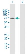 Anti-SHC3 Rabbit Polyclonal Antibody