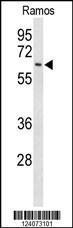 Anti-EIF2A Rabbit Polyclonal Antibody