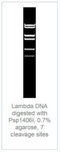 FERMER0941 - ENZYME PSP1406I 300 UNITS