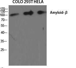 Western blot analysis of various cells using Anti-Amyloid beta A4 Antibody