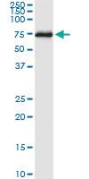 Anti-SHC3 Rabbit Polyclonal Antibody