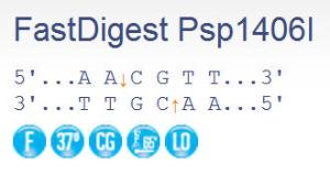 FERMFD0944 - ENZYME FD PSP1406I 20µL (20RXN)