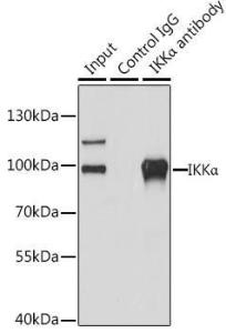 Immunoprecipitation analysis of 200 µg extracts of 293T cells using 3 µg of Anti-IKK alpha Antibody (A11508) This Western blot was performed on the immunoprecipitate using Anti-IKK alpha Antibody (A11508) at a dilution of 1:1000