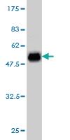 Anti-KCNIP3 Mouse Monoclonal Antibody [clone: 2B3-A1]