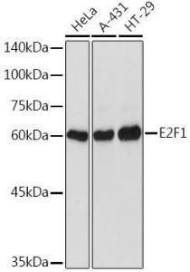 Western blot analysis of extracts of various cell lines, using Anti-E2F1 Antibody (A11509) at 1:1,000 dilution. The secondary antibody was Goat Anti-Rabbit IgG H&L Antibody (HRP) at 1:10,000 dilution.