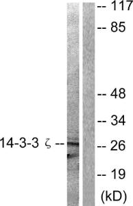 Western blot analysis of lysates from 293 cells, treated with Forskolin 40nM 30' using Anti-14-3-3 zeta Antibody. The right hand lane represents a negative control, where the antibody is blocked by the immunising peptide.