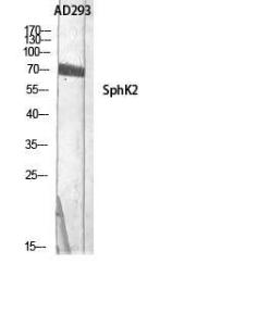 Western blot analysis of AD293 using Anti-SPHK2 Antibody