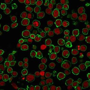 Immunofluorescent analysis of PFA fixed Jurkat cells stained with Anti-CD45 Antibody [Bra55] followed by Goat Anti-Mouse IgG (CF&#174; 488) (Green). The nuclear counterstain is RedDot