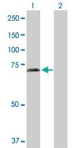 Anti-SHC3 Rabbit Polyclonal Antibody