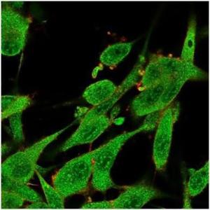 Immunofluorescent analysis of PFA-fixed U-87 cells stained with Anti-IL-7 Antibody [IL7/4013] followed by Goat Anti-Mouse IgG (CF&#174; 488) (Green). CF&#174; 640A Phalloidin (Red).