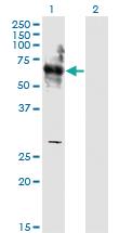 Anti-SHC3 Mouse Monoclonal Antibody [clone: 1C11]