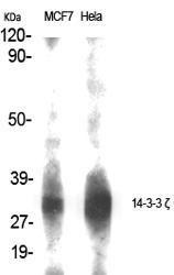 Western blot analysis of various cells using Anti-14-3-3 zeta Antibody