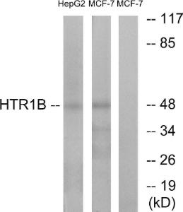 Western blot analysis of lysates from HepG2 and MCF-7 cells using Anti-HTR1B Antibody The right hand lane represents a negative control, where the antibody is blocked by the immunising peptide