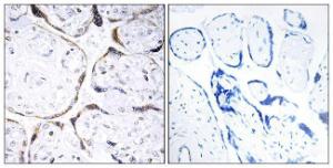 Immunohistochemical analysis of paraffin-embedded human placenta tissue using Anti-POFUT2 Antibody. The right hand panel represents a negative control, where the antibody was pre-incubated with the immunising peptide