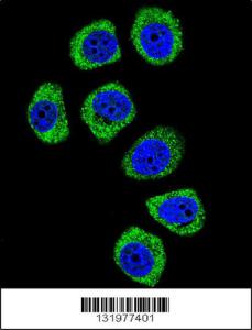 Anti-PCDHB3 Rabbit Polyclonal Antibody (HRP (Horseradish Peroxidase))