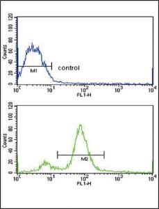 Anti-BMI1 Rabbit Polyclonal Antibody (FITC (Fluorescein))