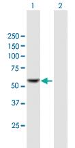 Anti-IFIT2 Mouse Polyclonal Antibody