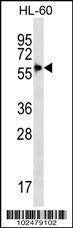 Anti-SIGLEC9 Rabbit Polyclonal Antibody (APC (Allophycocyanin))