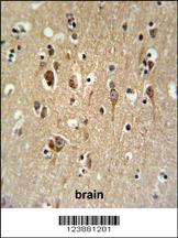 Anti-FA2H Rabbit Polyclonal Antibody