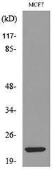 Western blot analysis of lysate from MCF7 cells using Anti-IL28A Antibody