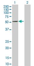 Anti-IFIT2 Rabbit Polyclonal Antibody