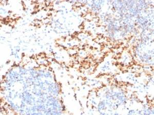 Immunohistochemical analysis of formalin-fixed, paraffin-embedded human tonsil using Anti-TIM3 Antibody [TIM3/4029]