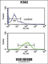 Anti-GABRG3 Rabbit Polyclonal Antibody