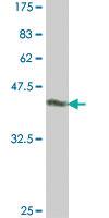 Anti-CLEC4E Mouse Polyclonal Antibody