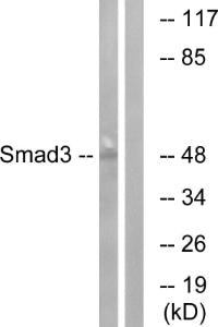 Anti-Smad3 Rabbit Polyclonal Antibody