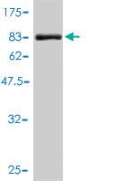 Anti-NAE1 Mouse Polyclonal Antibody