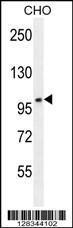 Anti-CCDC39 Rabbit Polyclonal Antibody (Biotin)