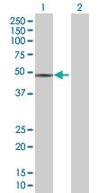 Anti-SIGLEC9 Mouse Polyclonal Antibody