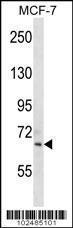 Anti-SIGLEC11 Rabbit Polyclonal Antibody (AP (Alkaline Phosphatase))