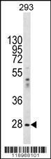 Anti-EIF2B1 Rabbit Polyclonal Antibody (APC (Allophycocyanin))