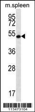 Anti-RNF8 Rabbit Polyclonal Antibody (Biotin)