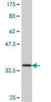 Anti-COTL1 Mouse Polyclonal Antibody