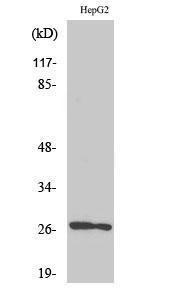 Western blot analysis of various cells using Anti-HSPB2 Antibody